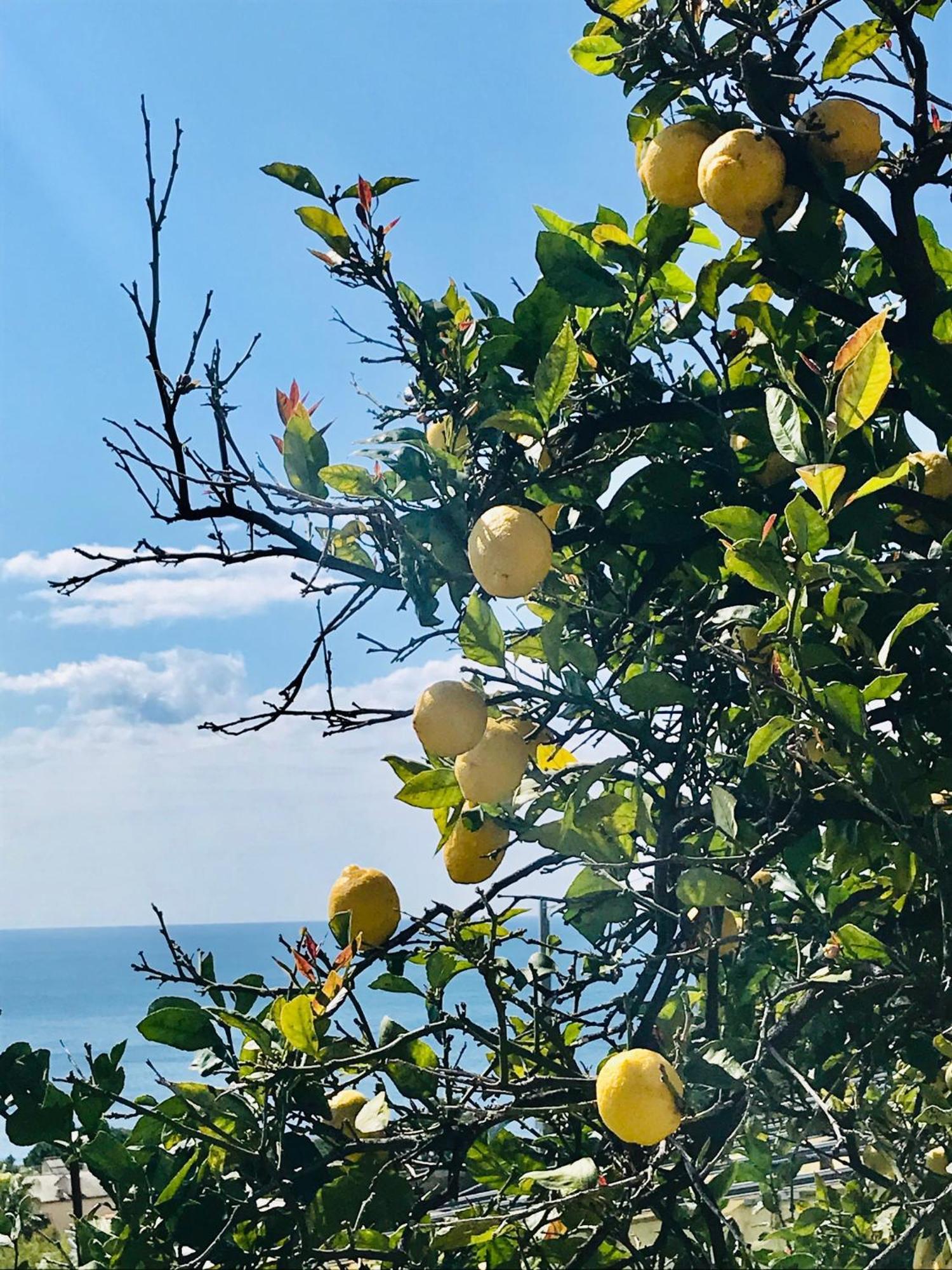 Cav Gli Ulivi Di Bogliasco Villa Exterior foto